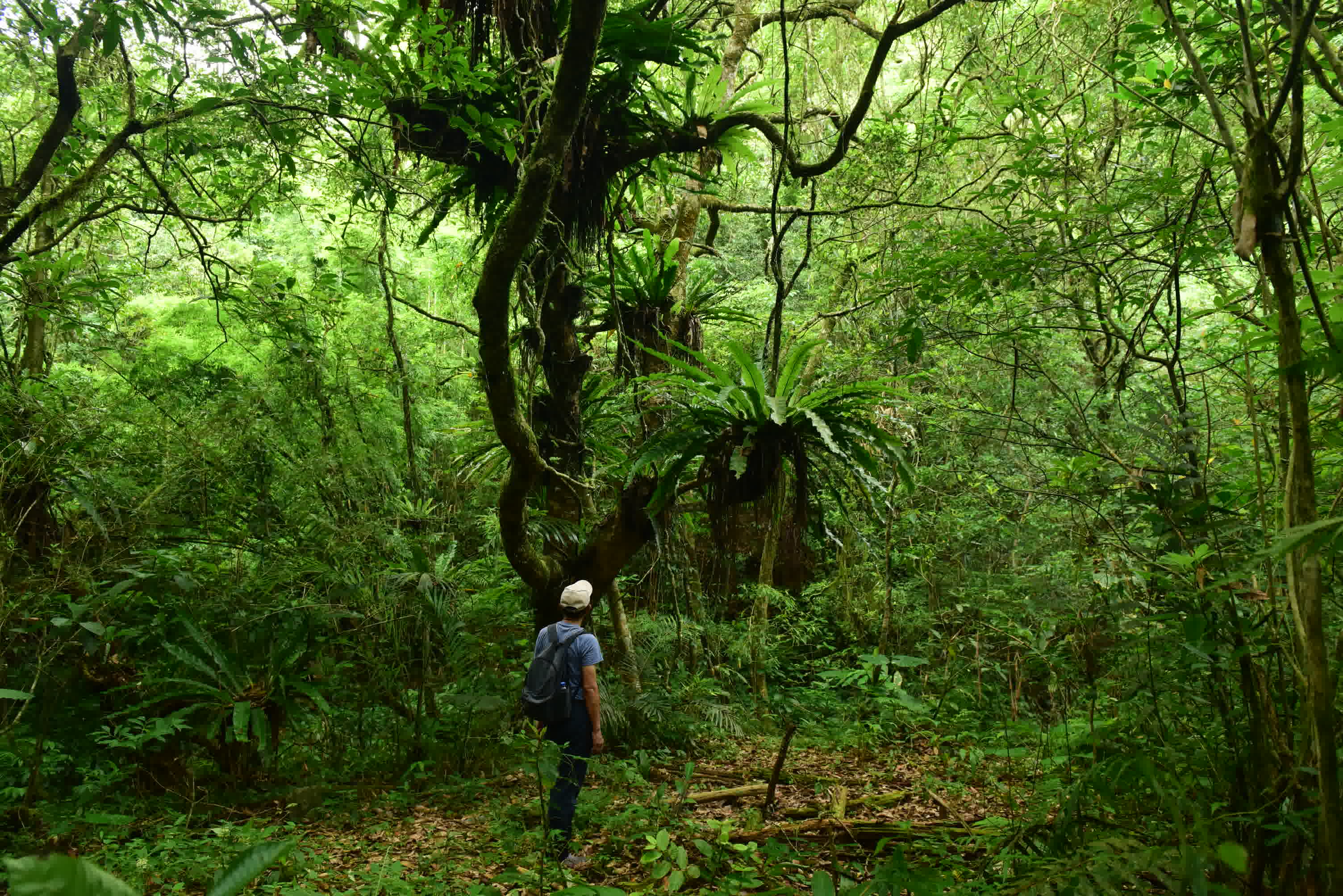 里山亞熱帶雨林秘境