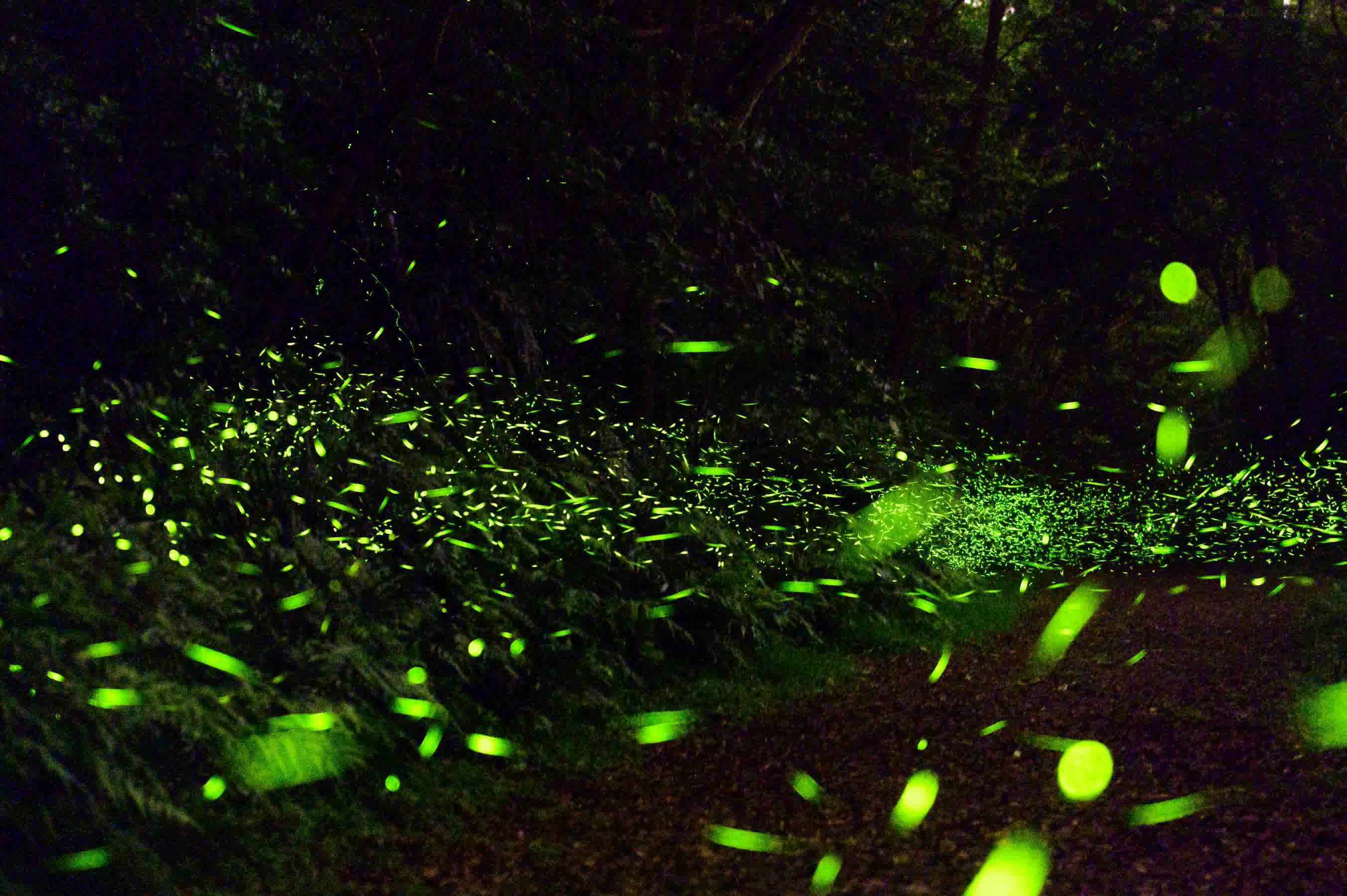 螢火蟲自然生態廊道
