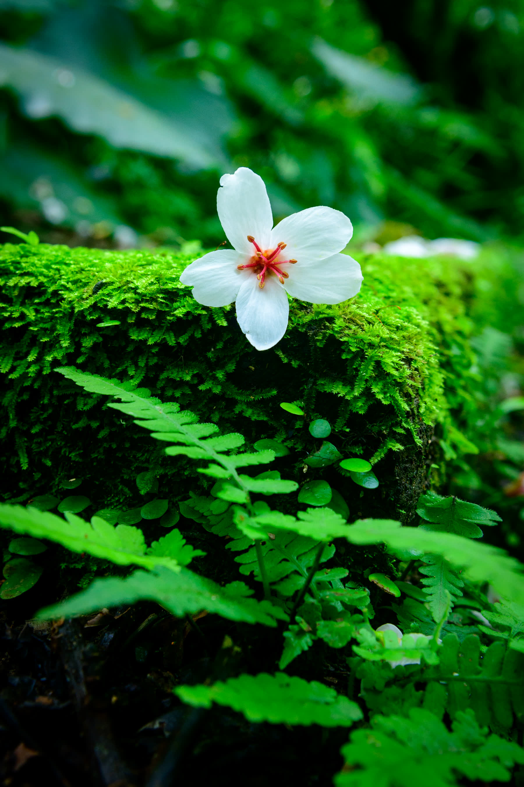 隱花工坊