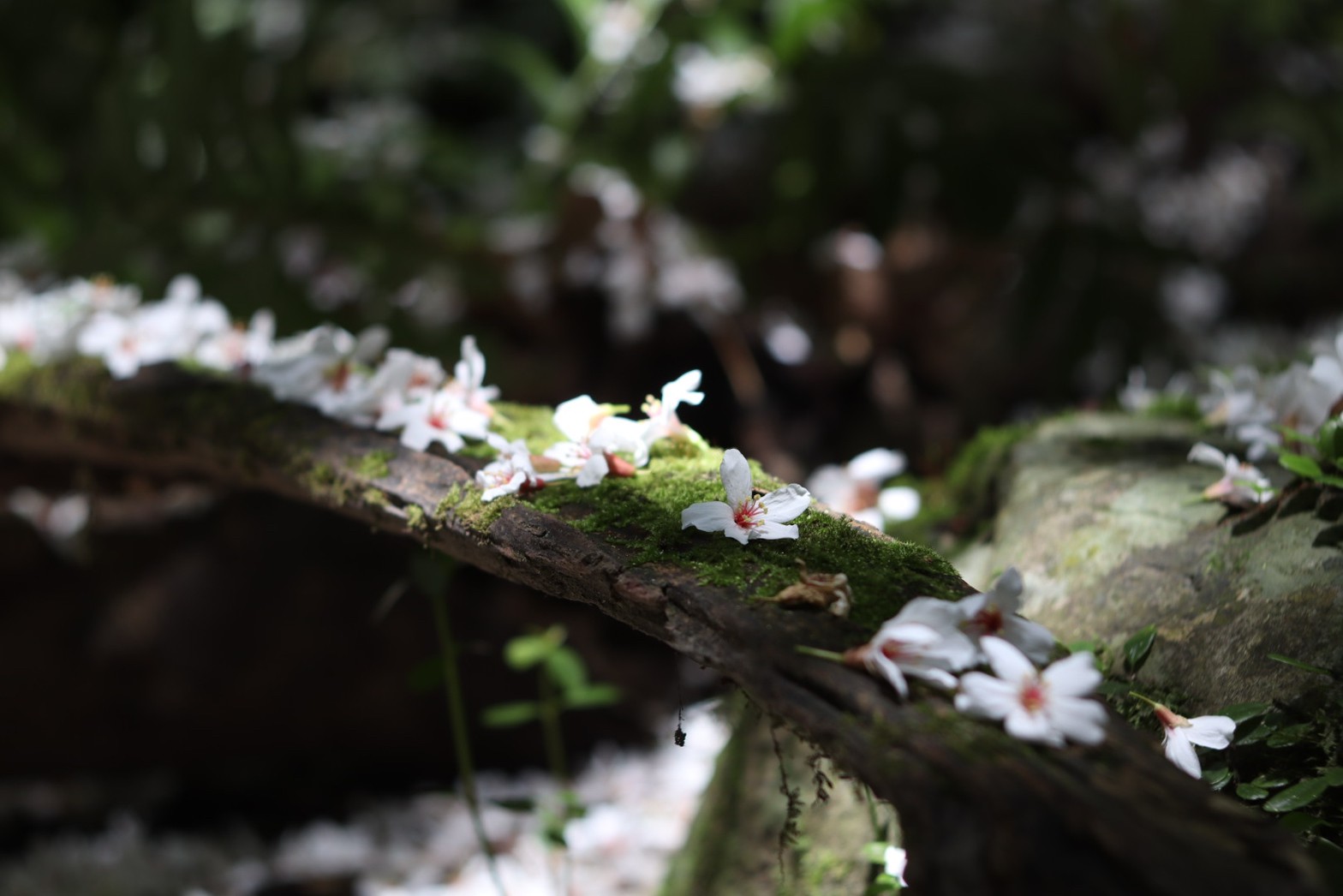 隱花工坊